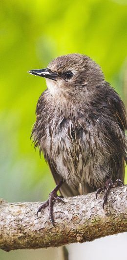 [2436x1125]小鸟 树枝 站立 羽毛 苹果手机壁纸图片