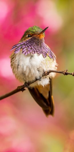 [2436x1125]小鸟 树枝 羽毛 站立 苹果手机壁纸图片