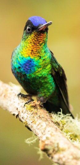 [2436x1125]小鸟 树枝 羽毛 艳丽 苹果手机壁纸图片