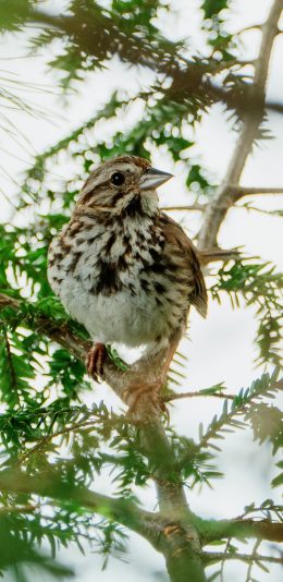 [2436x1125]小鸟 树枝 鸟类 站立 苹果手机壁纸图片