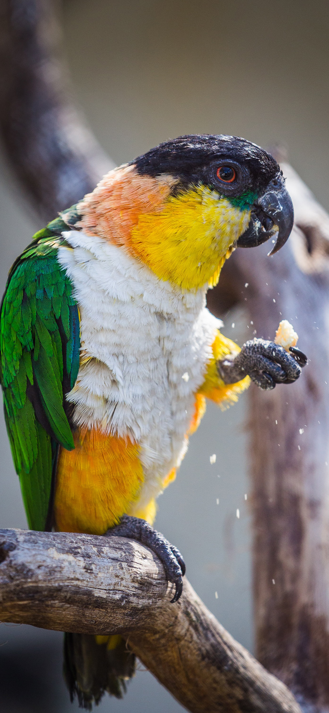 [2436×1125]小鸟 树枝 鸟类 站立 鹦鹉 苹果手机壁纸图片