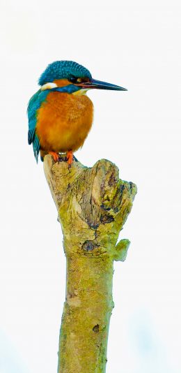 [2436x1125]小鸟 树枝 鸟类 羽毛 苹果手机壁纸图片