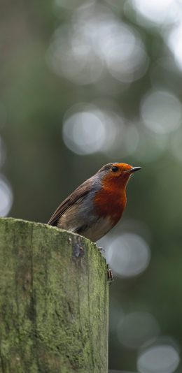 [2436x1125]小鸟 树桩 木桩 飞鸟 苹果手机壁纸图片