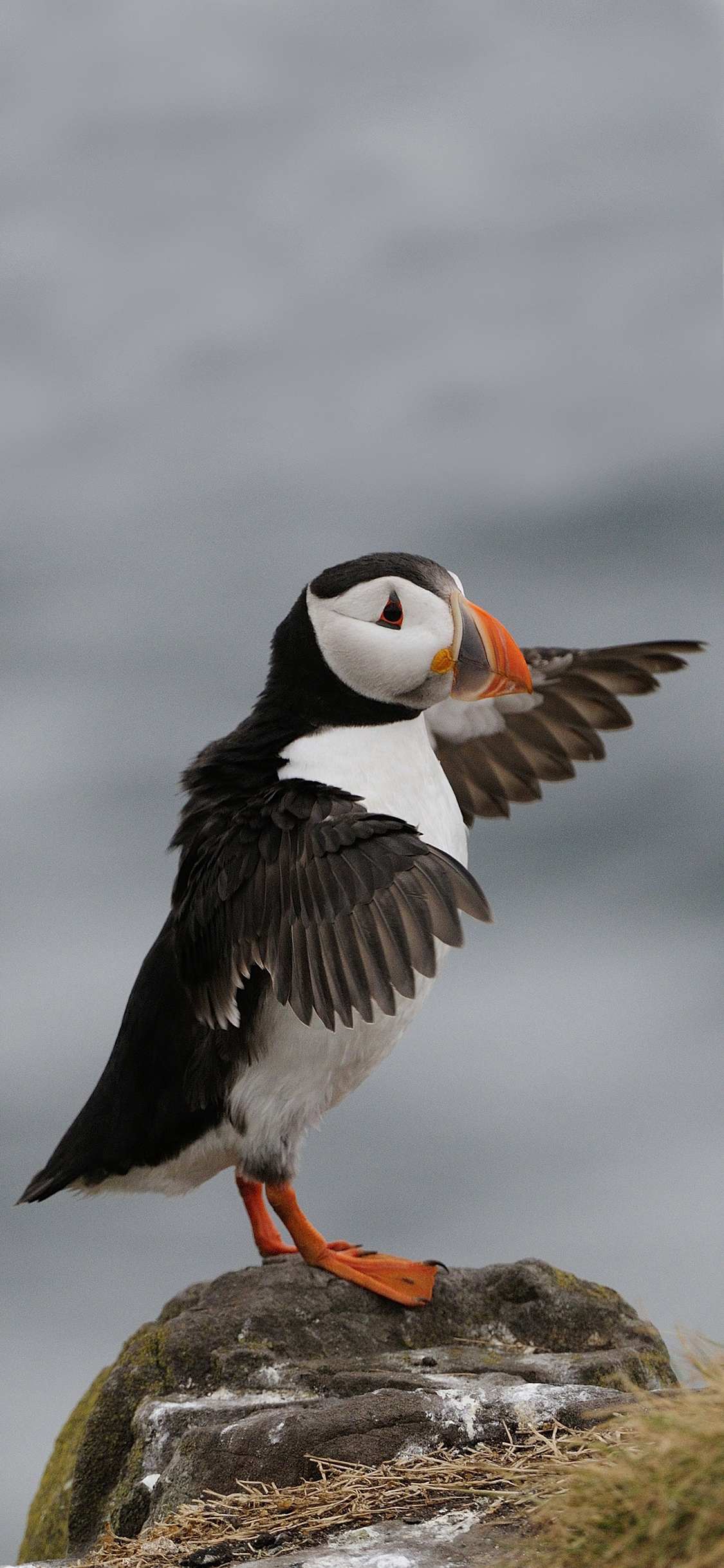 [2436×1125]小鸟 橙色鸟嘴 展翅 飞行 苹果手机壁纸图片