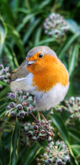 [2436x1125]小鸟 知更鸟 鸟类 知更雀 苹果手机壁纸图片