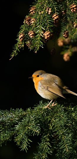 [2436x1125]小鸟 站立 枝叶 户外 苹果手机壁纸图片