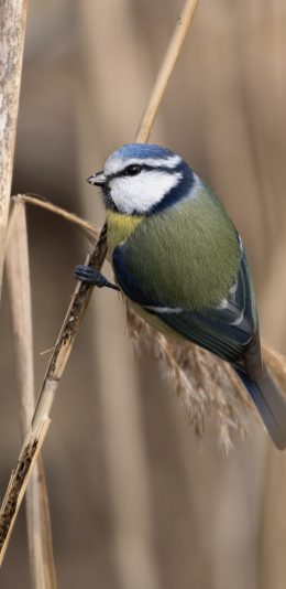 [2436x1125]小鸟 站立 枝干  稻穗 苹果手机壁纸图片