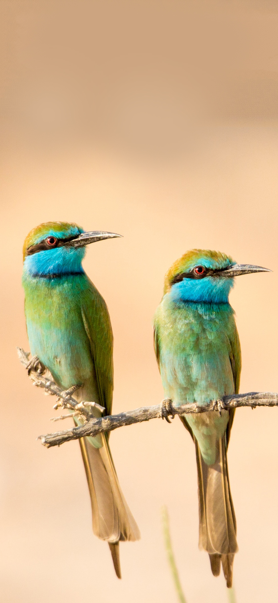 [2436×1125]小鸟 站立 树叶 羽毛 苹果手机壁纸图片