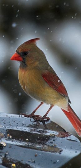 [2436x1125]小鸟 站立 鸟类 羽毛 苹果手机壁纸图片