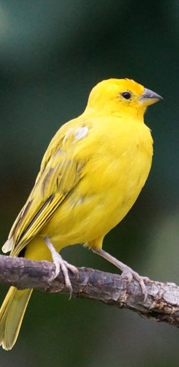 [2436x1125]小鸟 站立 黄莺 羽毛 苹果手机壁纸图片
