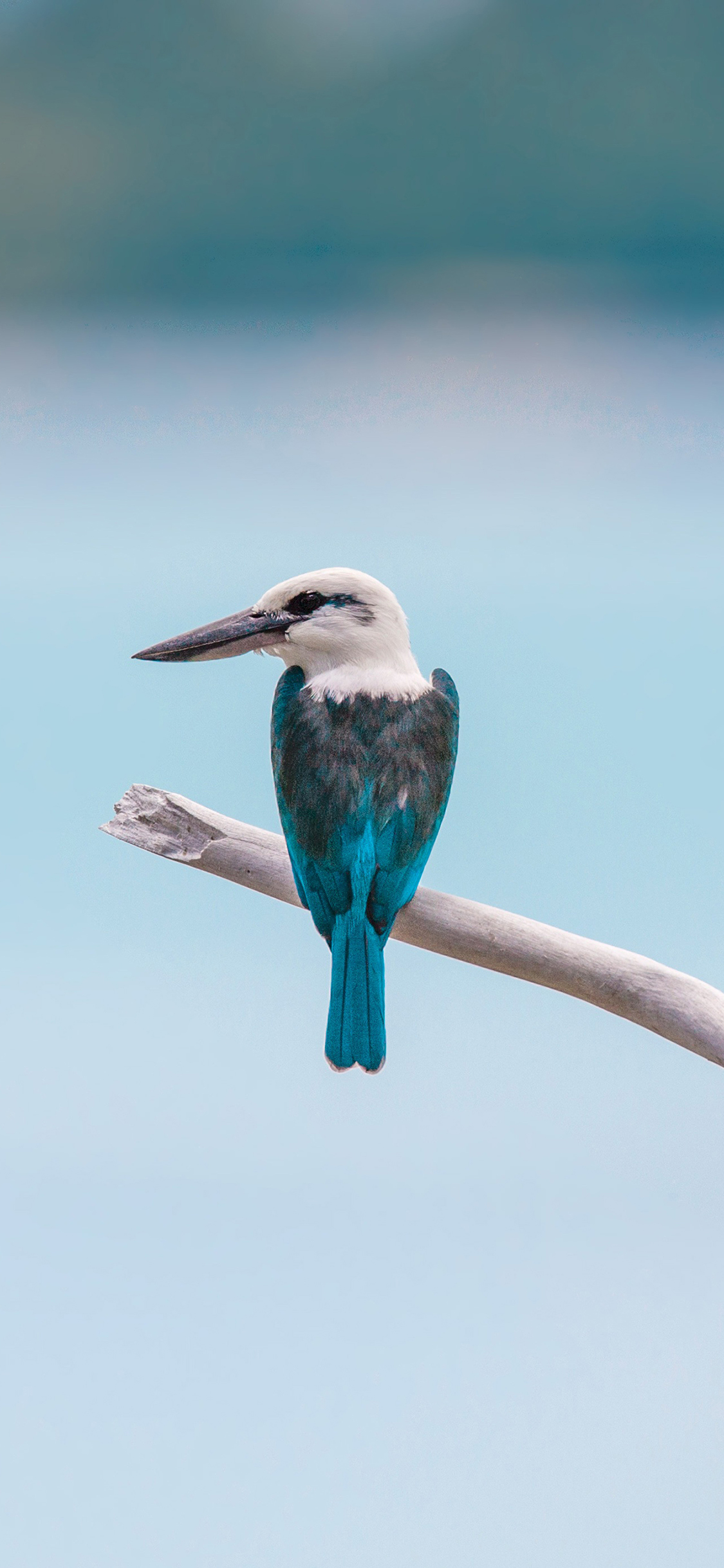 [2436×1125]小鸟 羽毛 喙 栖息 树枝 苹果手机壁纸图片