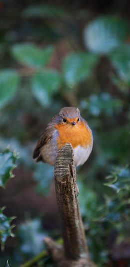 [2436x1125]小鸟 野外 树桩 栖息 苹果手机壁纸图片