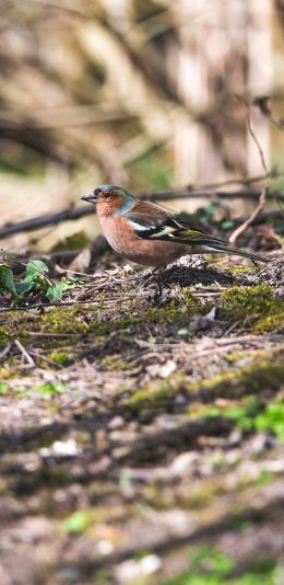 [2436x1125]小鸟 野外 羽毛 绚丽 苹果手机壁纸图片