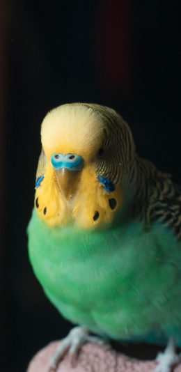 [2436x1125]小鸟 飞鸟 羽毛 艳丽 苹果手机壁纸图片