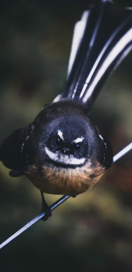 [2436x1125]小鸟 鸟类  目视 羽毛 苹果手机壁纸图片
