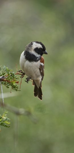 [2436x1125]小鸟 鸟类 站立 飞鸟 苹果手机壁纸图片