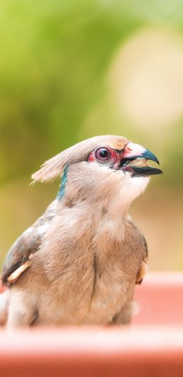 [2436x1125]小鸟 鸟类 羽毛 飞鸟 苹果手机壁纸图片