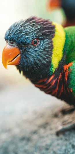 [2436x1125]小鸟 鸟类 羽毛 鲜艳 苹果手机壁纸图片