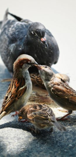 [2436x1125]小鸟 鸟群 幼鸟 飞鸟 苹果手机壁纸图片