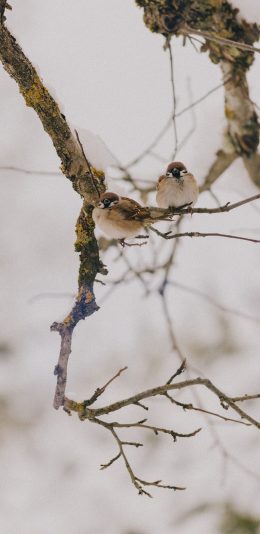 [2436x1125]小鸟 麻雀 枝头 飞鸟 苹果手机壁纸图片