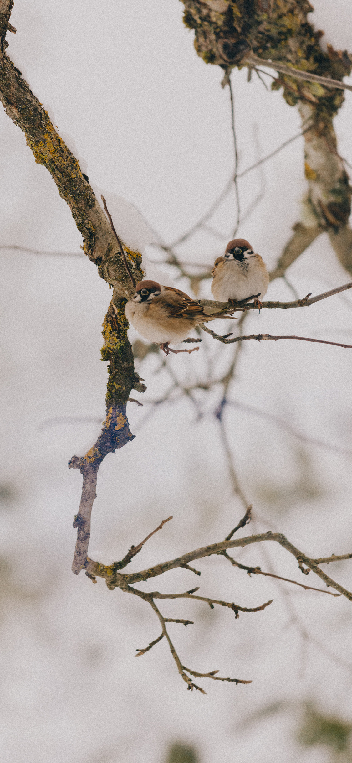 [2436×1125]小鸟 麻雀 枝头 飞鸟 苹果手机壁纸图片