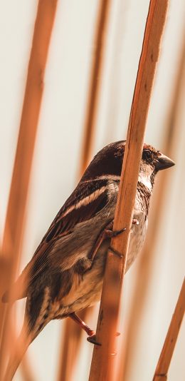 [2436x1125]小鸟 麻雀鸟 栖息 羽毛 苹果手机壁纸图片