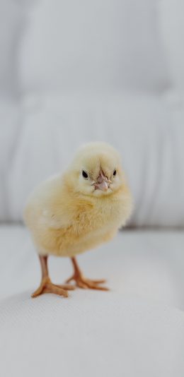 [2436x1125]小鸡 可爱 萌 禽类 苹果手机壁纸图片