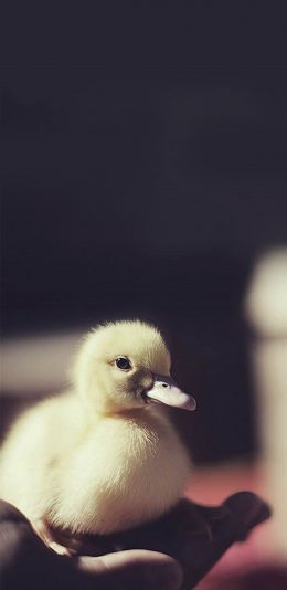 [2436x1125]小鸭 可爱 黑色 苹果手机壁纸图片