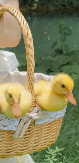 [2436x1125]小鸭子 竹篮 牲畜 家禽 宠物 可爱 苹果手机壁纸图片
