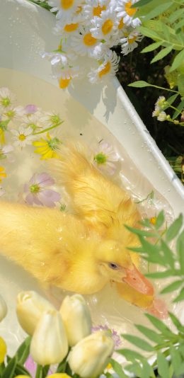 [2436x1125]小鸭子 竹篮 牲畜 家禽 宠物 可爱 鲜花 苹果手机壁纸图片