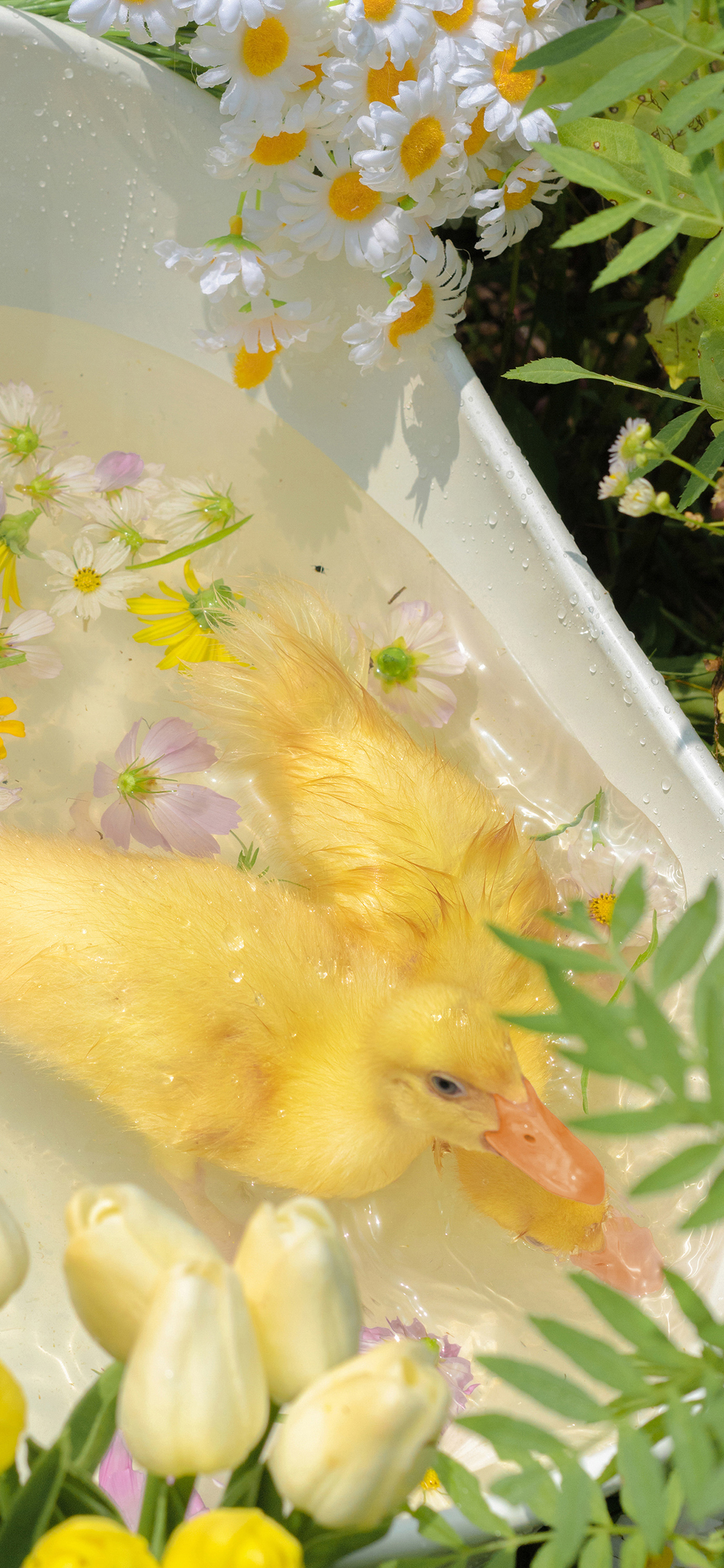 [2436×1125]小鸭子 竹篮 牲畜 家禽 宠物 可爱 鲜花 苹果手机壁纸图片
