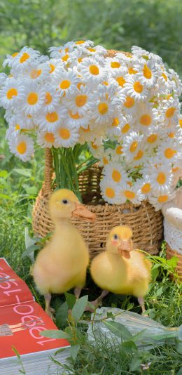 [2436x1125]小鸭子 草坪 花篮 绿色 宠物 家禽 幼崽 苹果手机壁纸图片