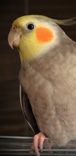 [2436x1125]小鹦鹉 橙色腮红 灰色羽毛 苹果手机壁纸图片