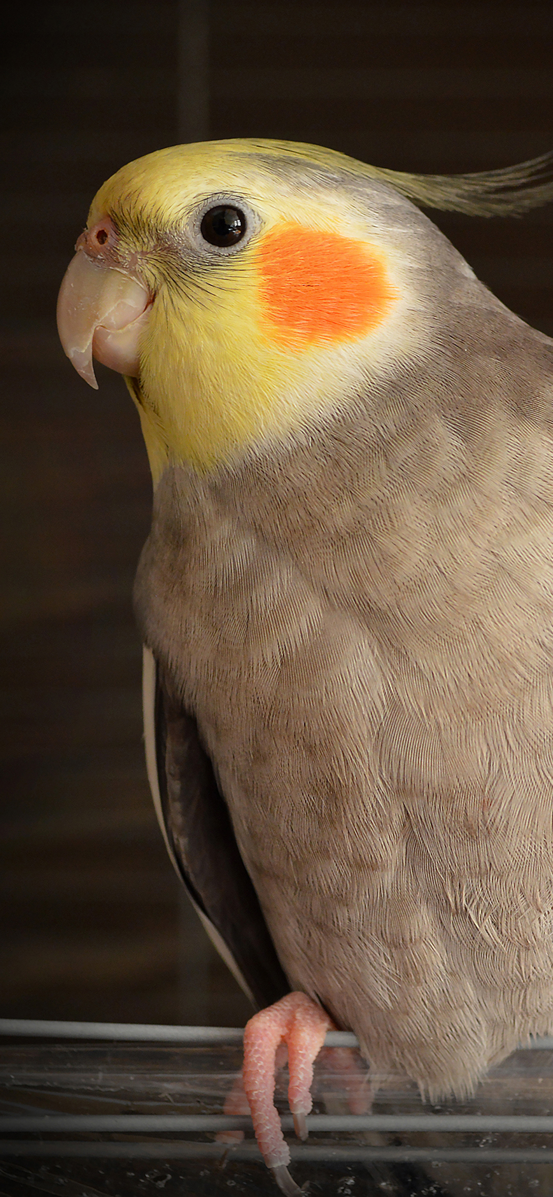 [2436×1125]小鹦鹉 橙色腮红 灰色羽毛 苹果手机壁纸图片