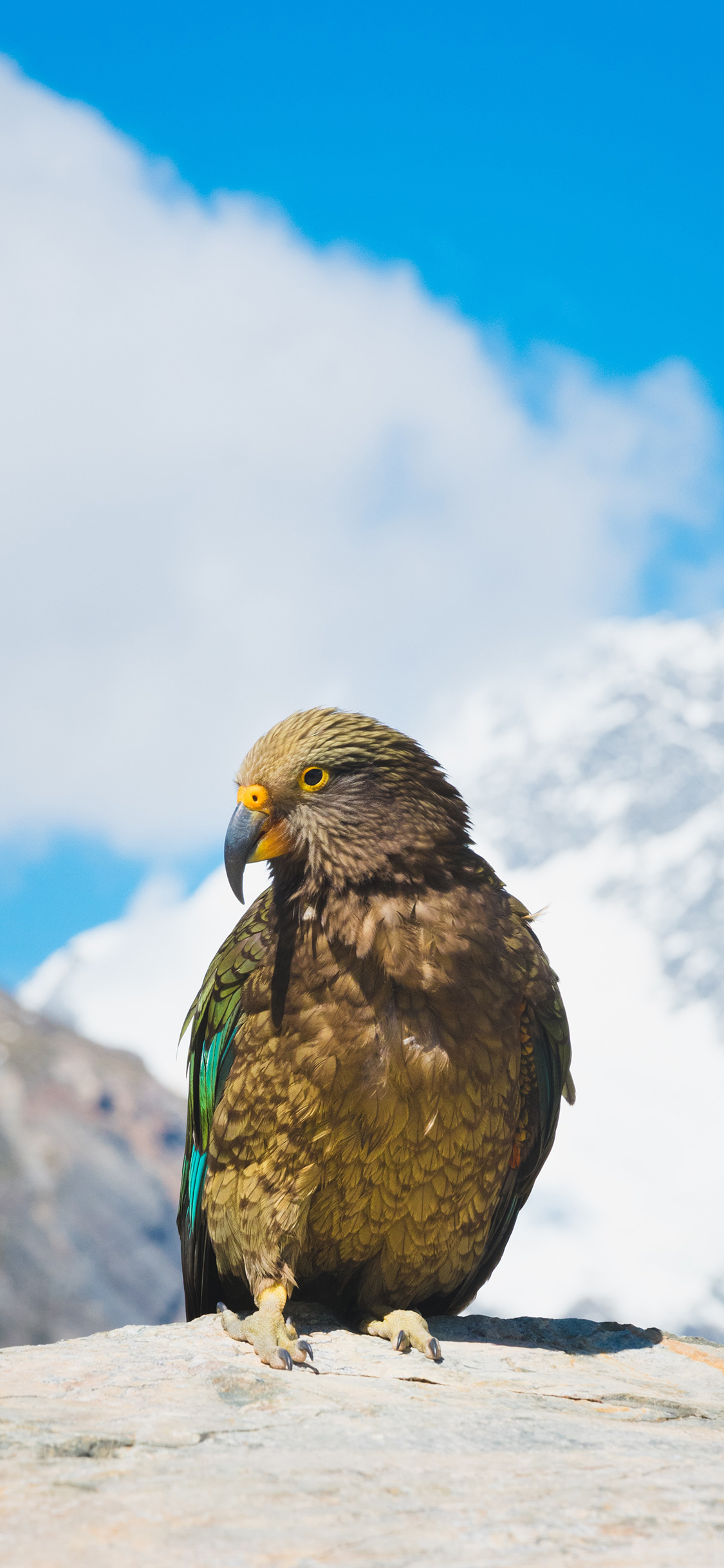 [2436×1125]小鹰 老鹰 岩石 站立 天空 苹果手机壁纸图片