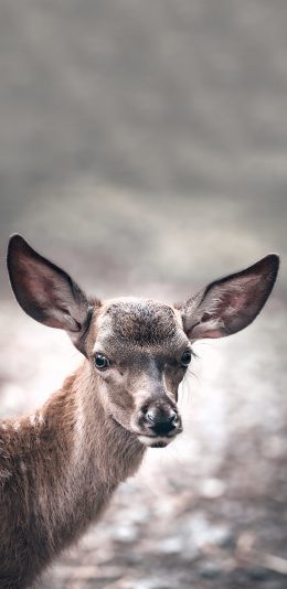 [2436x1125]小鹿 保护动物 大耳朵 可爱 苹果手机壁纸图片