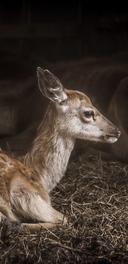 [2436x1125]小鹿 幼仔 梅花鹿 动物 跪立 苹果手机壁纸图片