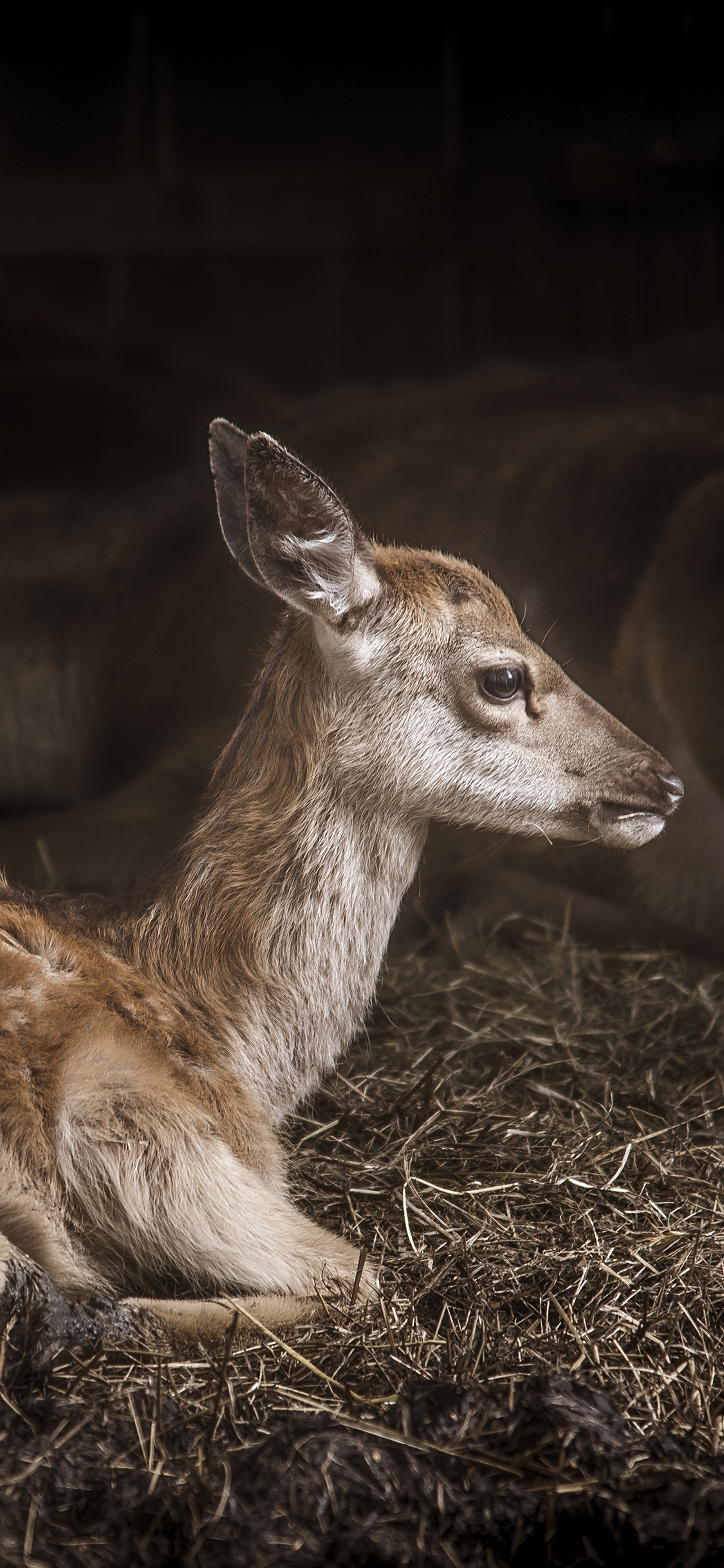 [2436×1125]小鹿 幼仔 梅花鹿 动物 跪立 苹果手机壁纸图片