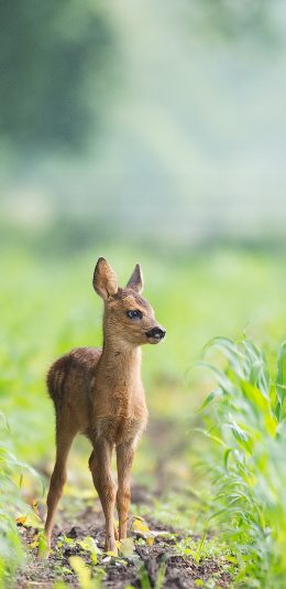 [2436x1125]小鹿 幼仔 田野 庄稼 苹果手机壁纸图片