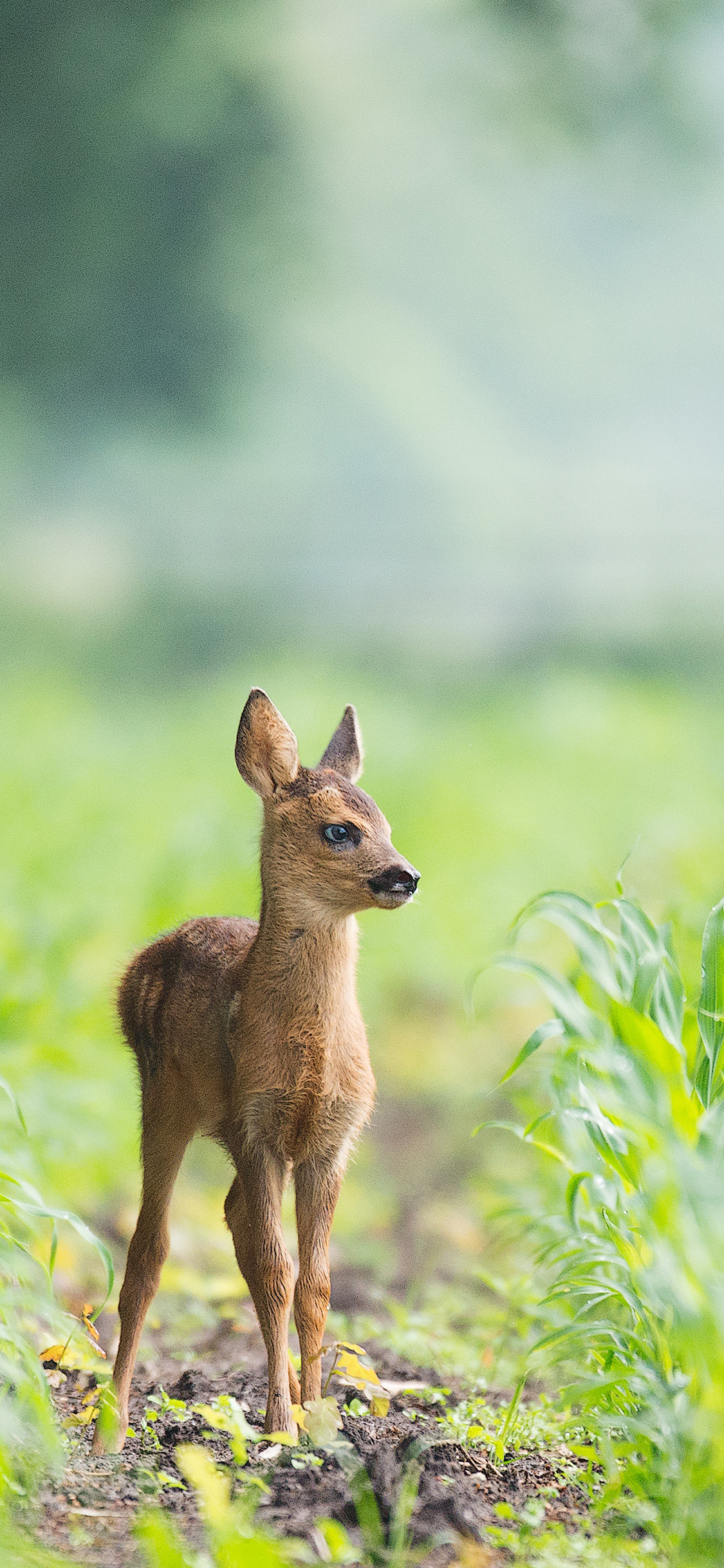 [2436×1125]小鹿 幼仔 田野 庄稼 苹果手机壁纸图片