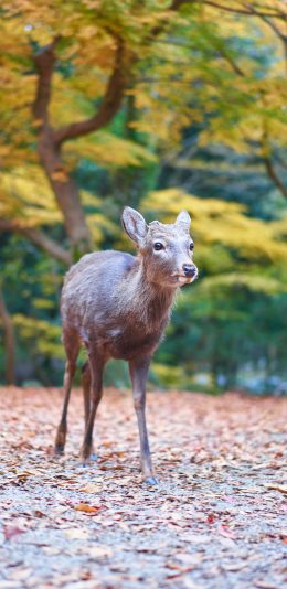 [2436x1125]小鹿 户外 树林 野生 可爱 苹果手机壁纸图片