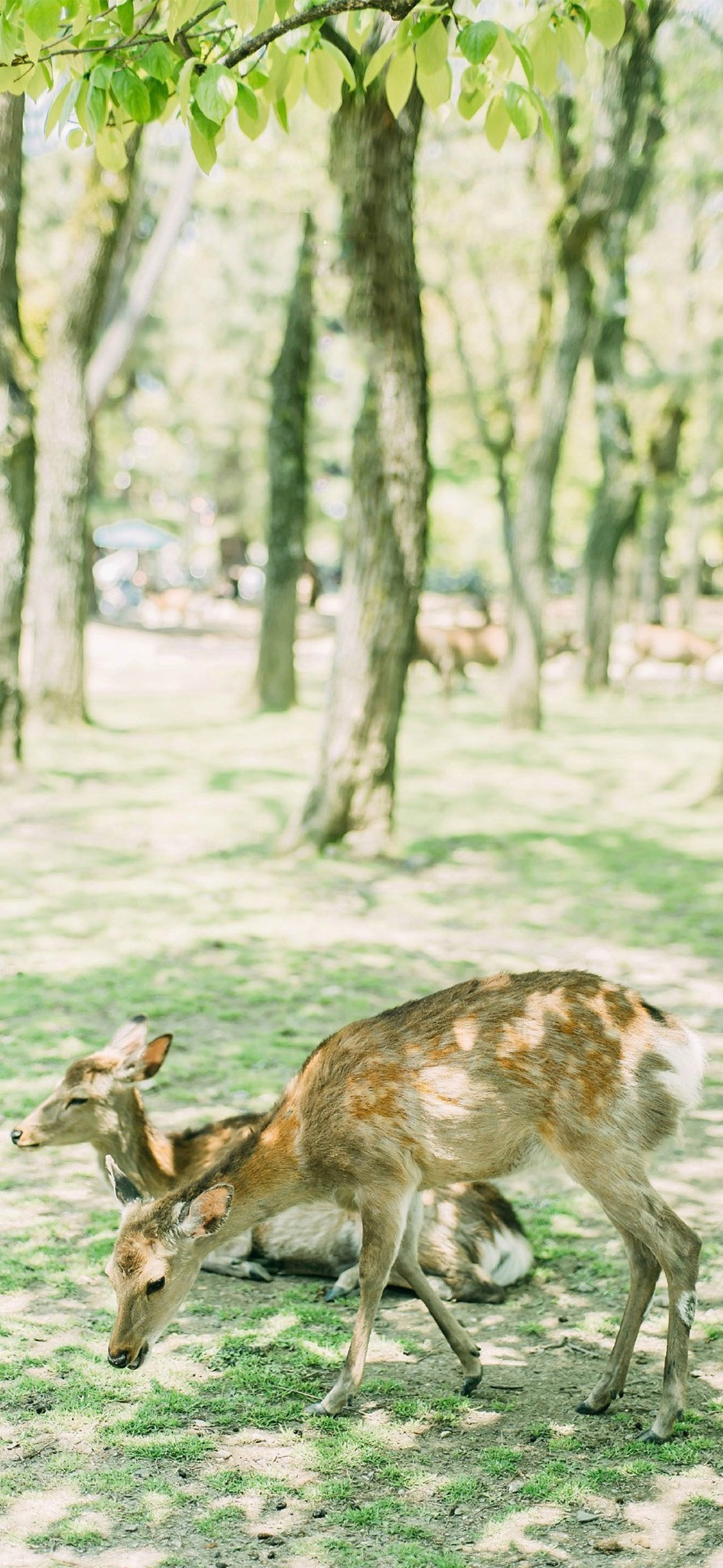 [2436×1125]小鹿 户外 清新 树荫 苹果手机壁纸图片