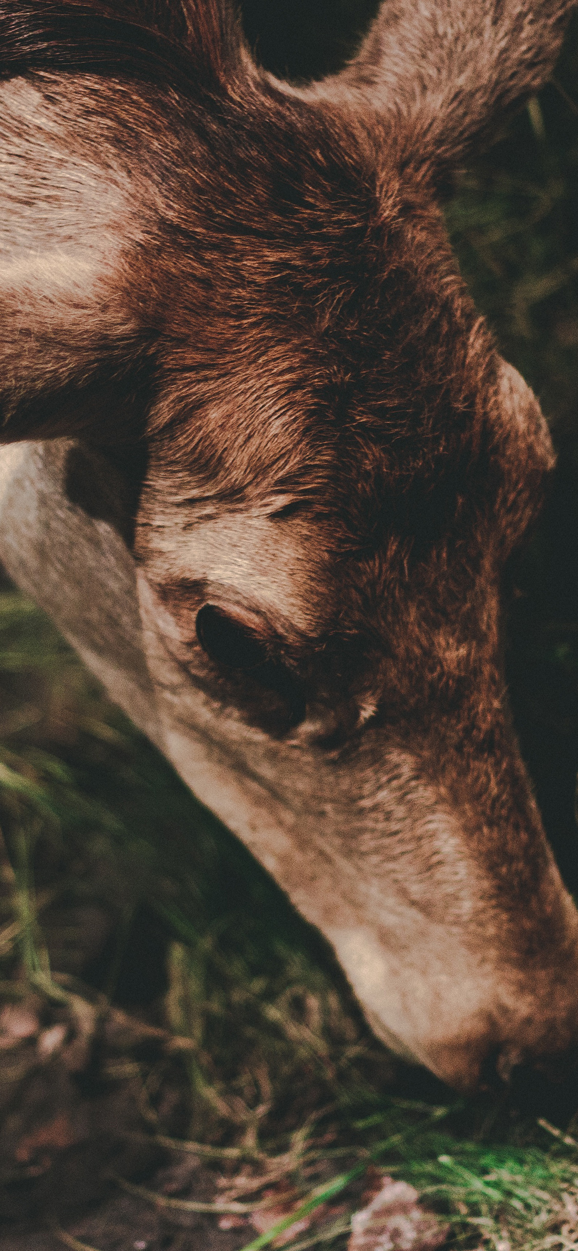 [2436×1125]小鹿 户外 野外 草地 苹果手机壁纸图片