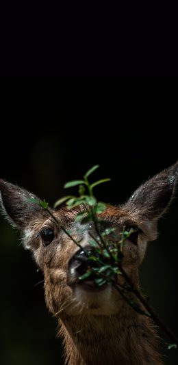 [2436x1125]小鹿 树枝 枝叶 觅食 苹果手机壁纸图片