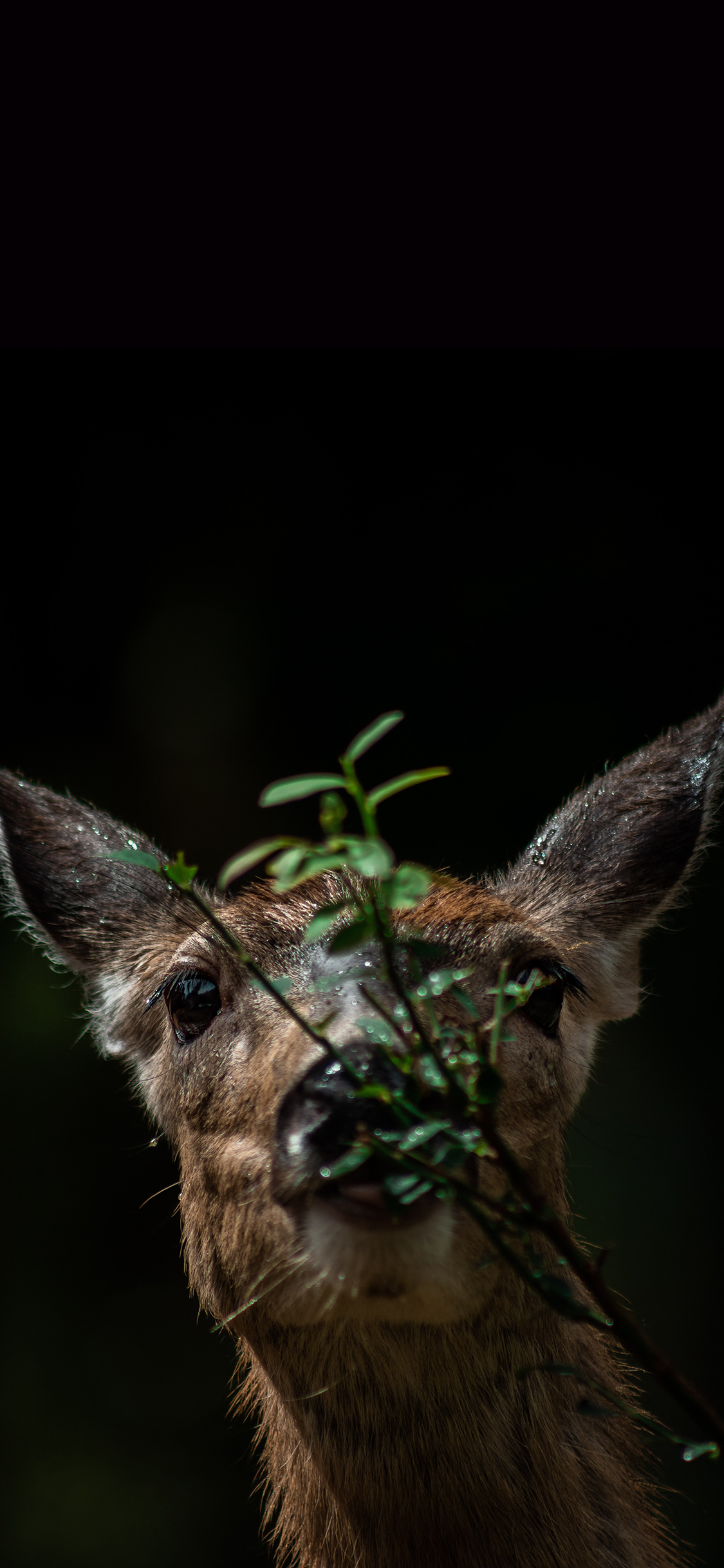 [2436×1125]小鹿 树枝 枝叶 觅食 苹果手机壁纸图片