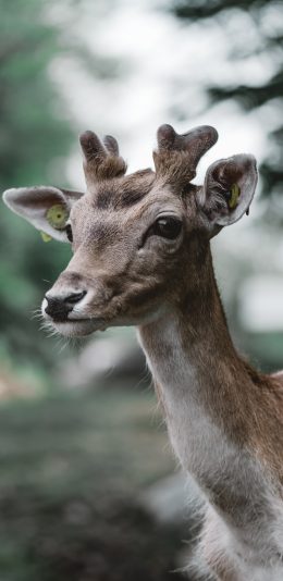 [2436x1125]小鹿 梅花鹿 幼仔 皮毛 苹果手机壁纸图片