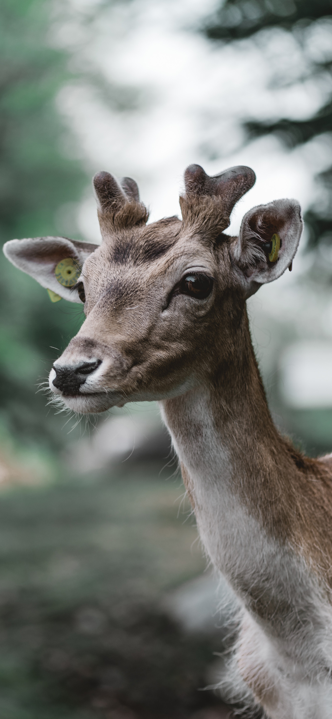 [2436×1125]小鹿 梅花鹿 幼仔 皮毛 苹果手机壁纸图片
