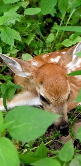 [2436x1125]小鹿 梅花鹿 草丛 野外 苹果手机壁纸图片