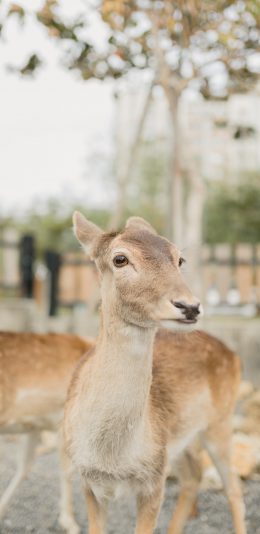 [2436x1125]小鹿 梅花鹿 鹿群 饲养 苹果手机壁纸图片