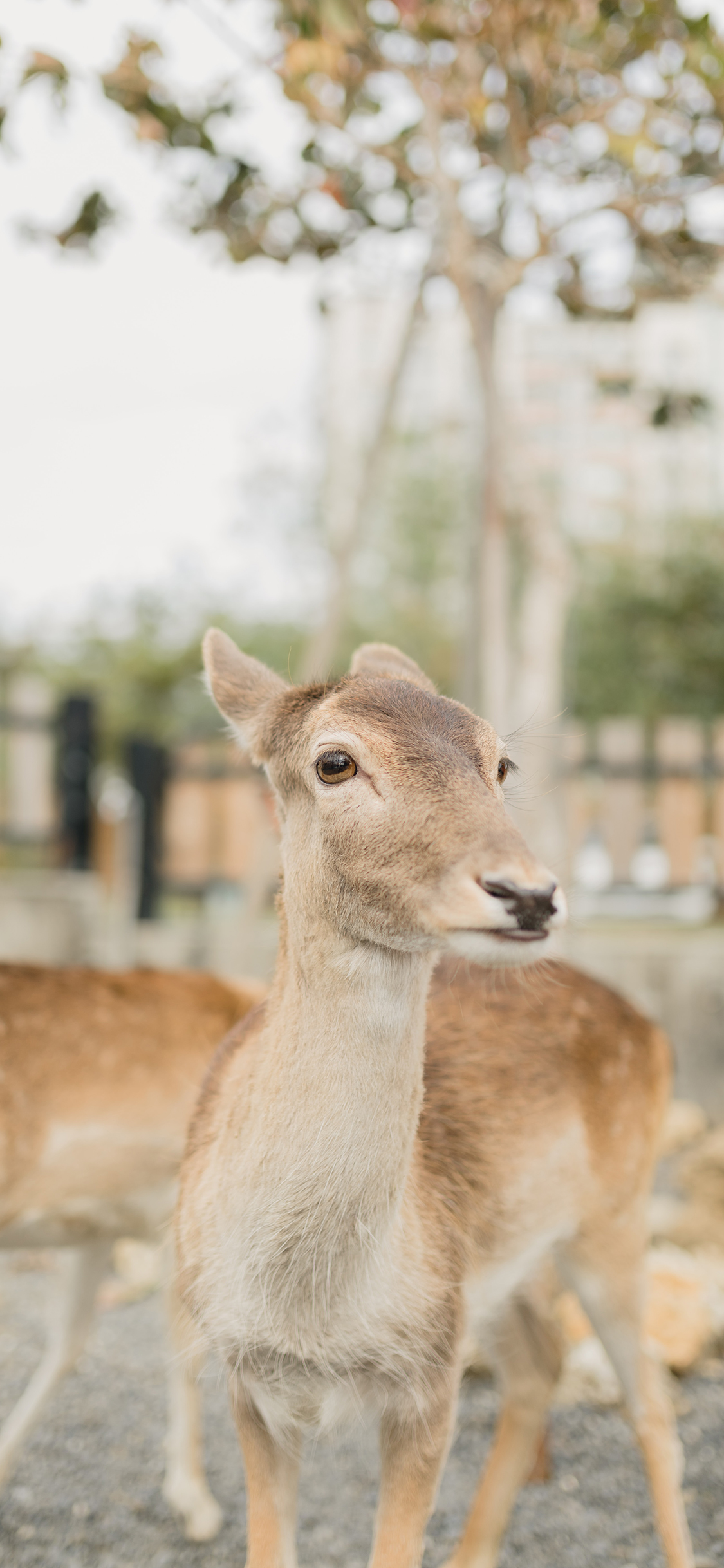 [2436×1125]小鹿 梅花鹿 鹿群 饲养 苹果手机壁纸图片